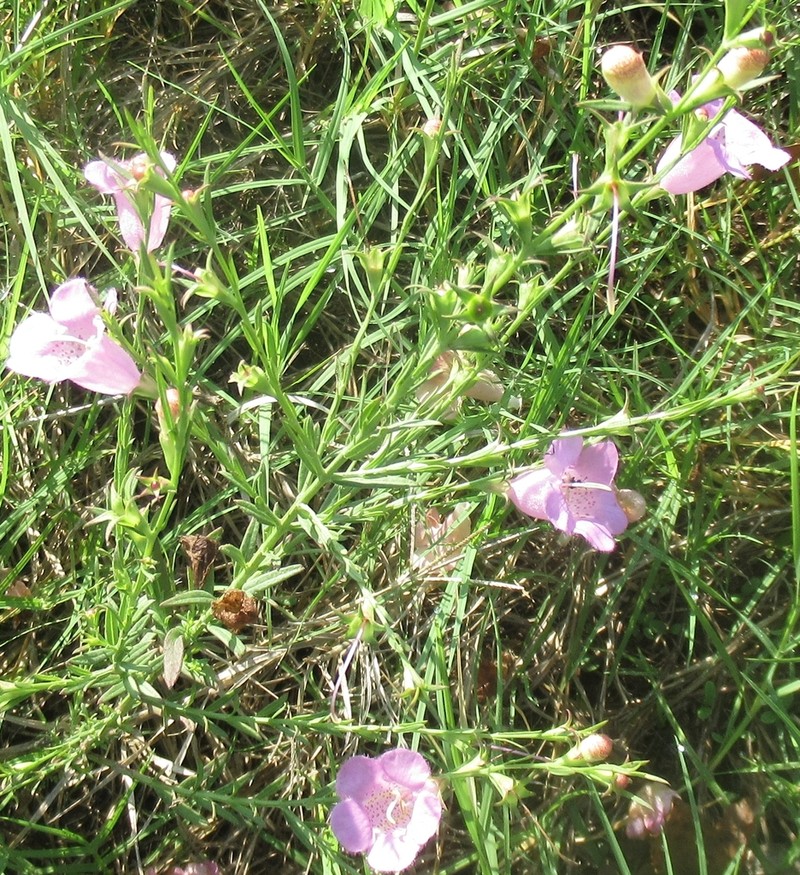 Prairie False Foxglove photo 4