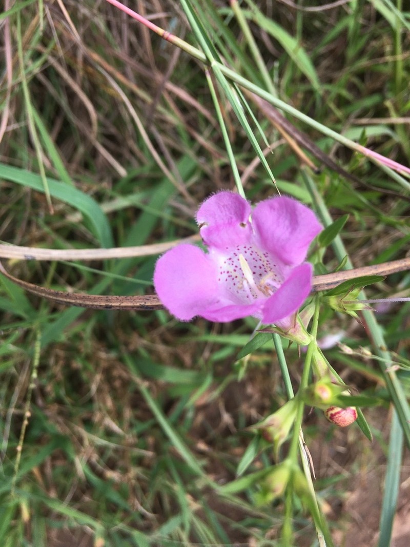 Prairie False Foxglove photo 5