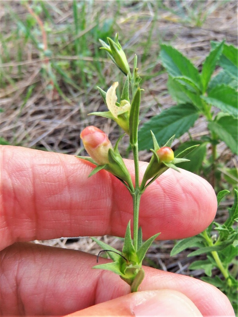 Prairie False Foxglove photo 6