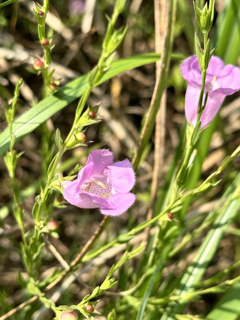 Prairie False Foxglove photo 7