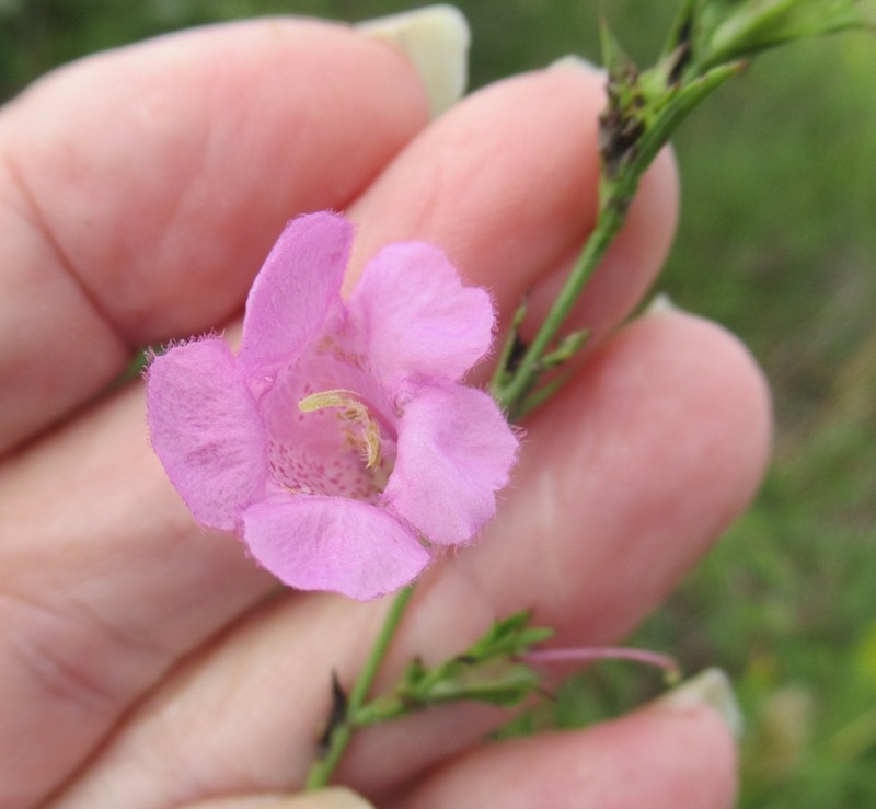 Prairie False Foxglove photo 8