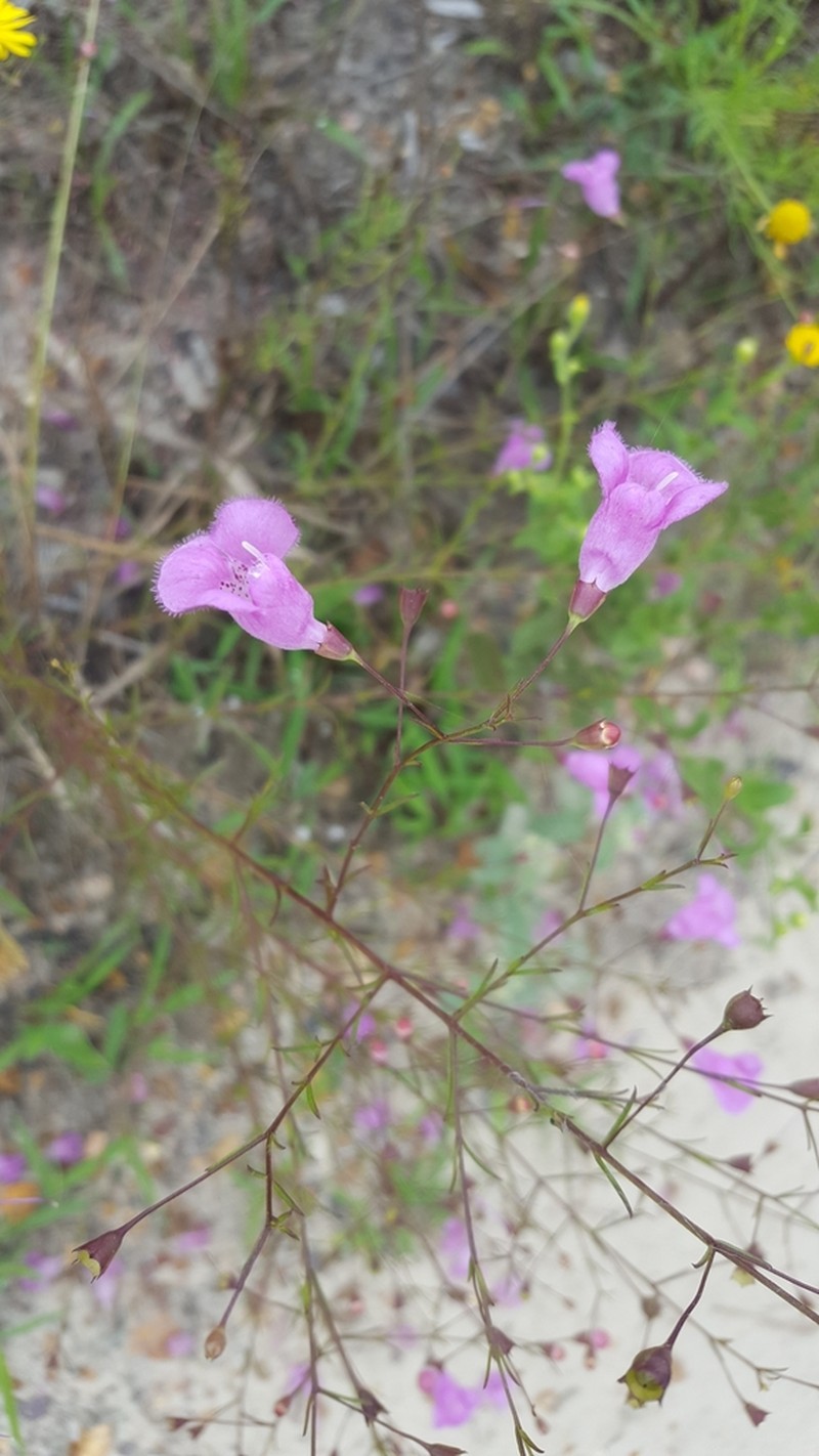 San Antonio False Foxglove photo 3