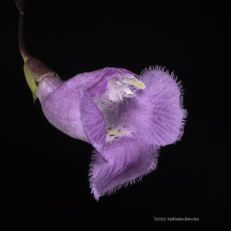 San Antonio False Foxglove photo 4