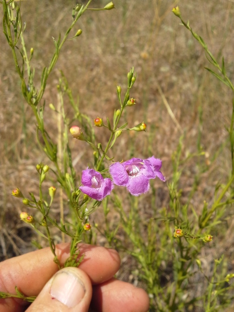 San Antonio False Foxglove photo 5