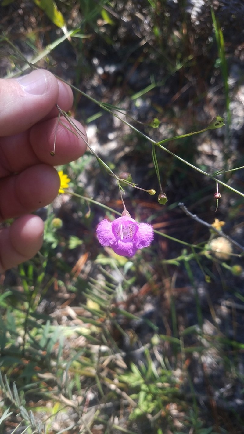 San Antonio False Foxglove photo 7
