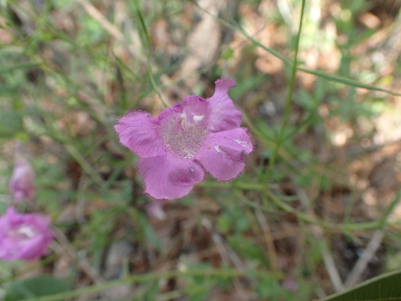 San Antonio False Foxglove photo 8