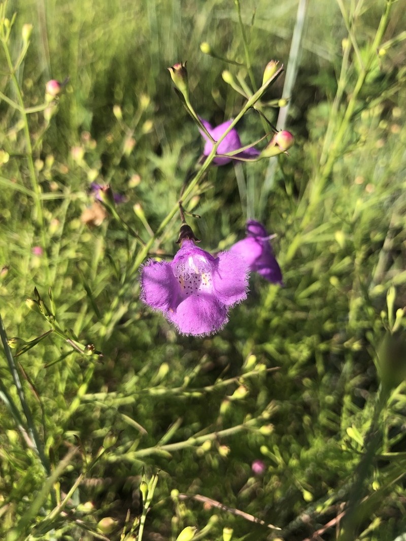 Nuttall's False Foxglove