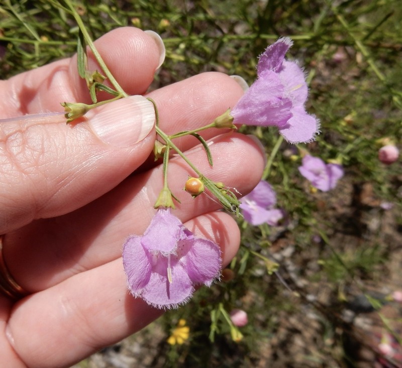 Nuttall's False Foxglove photo 2