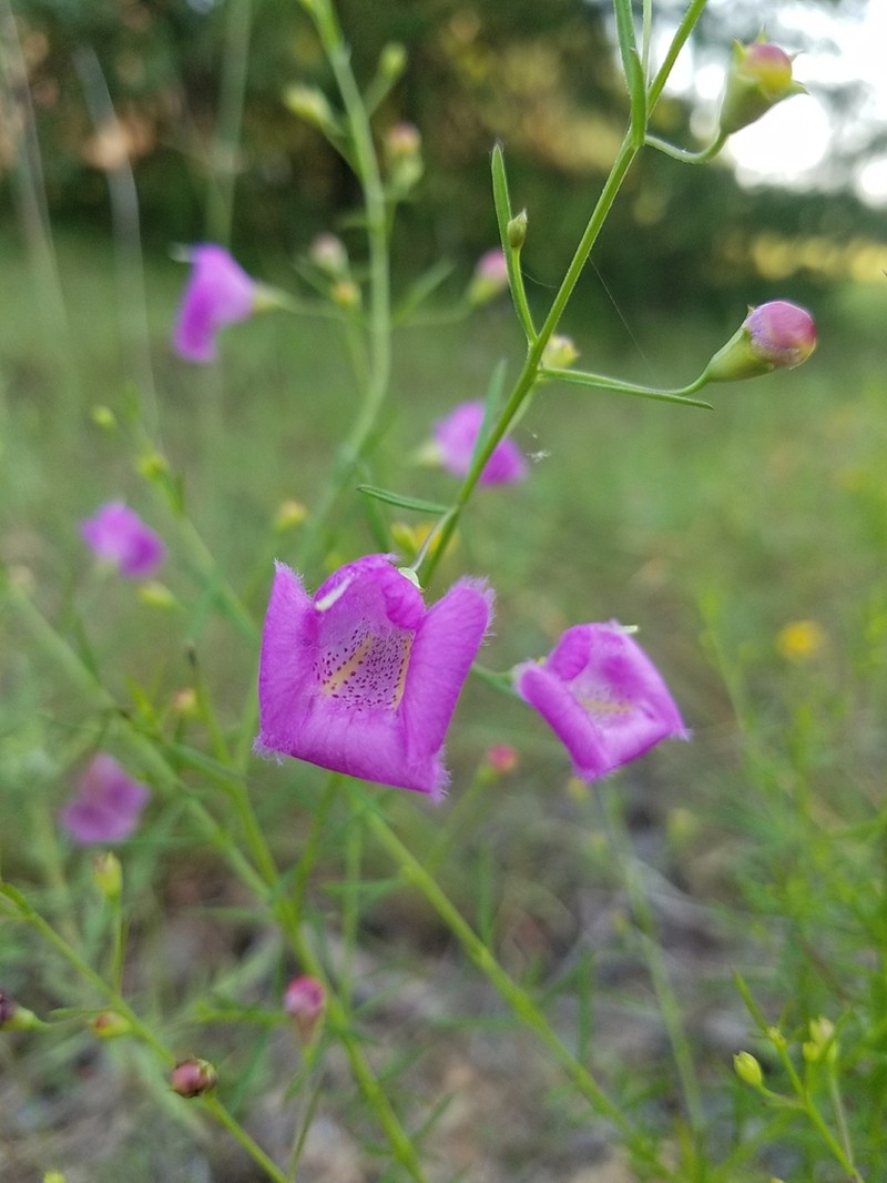 Nuttall's False Foxglove photo 4