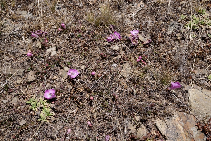 Agalinis humilis photo 3