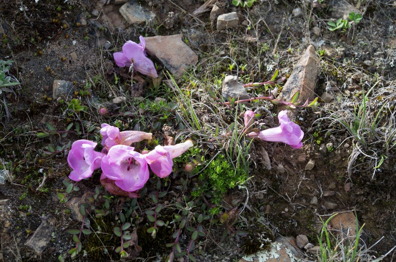 Agalinis humilis photo 4