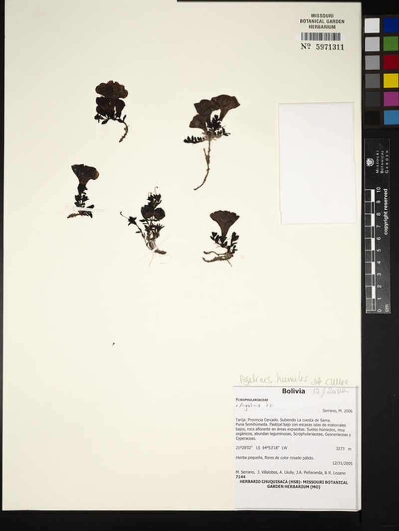 Agalinis humilis photo 5