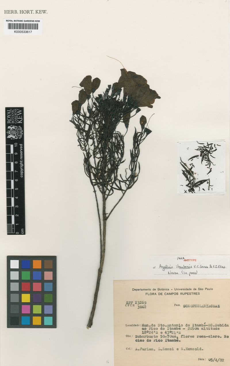 Agalinis itambensis