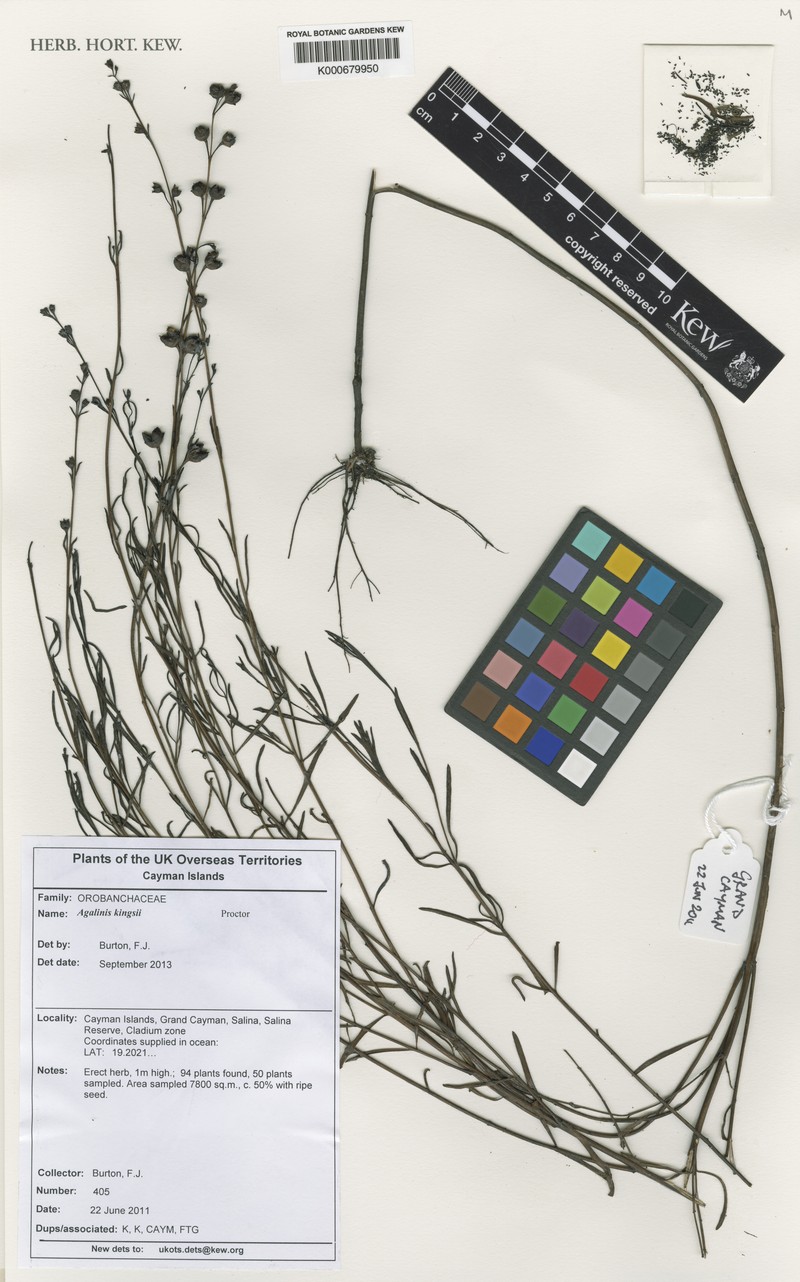 Agalinis kingsii