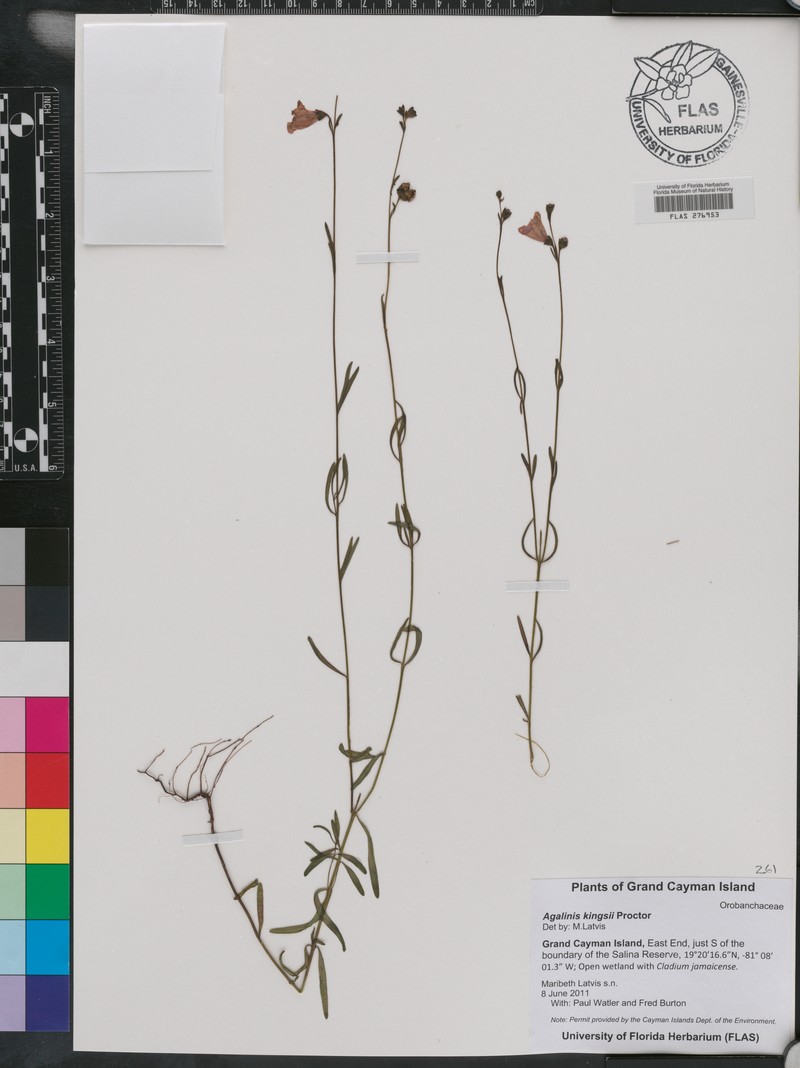 Agalinis kingsii photo 2