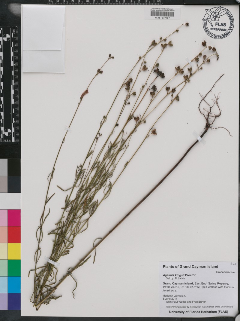 Agalinis kingsii photo 4