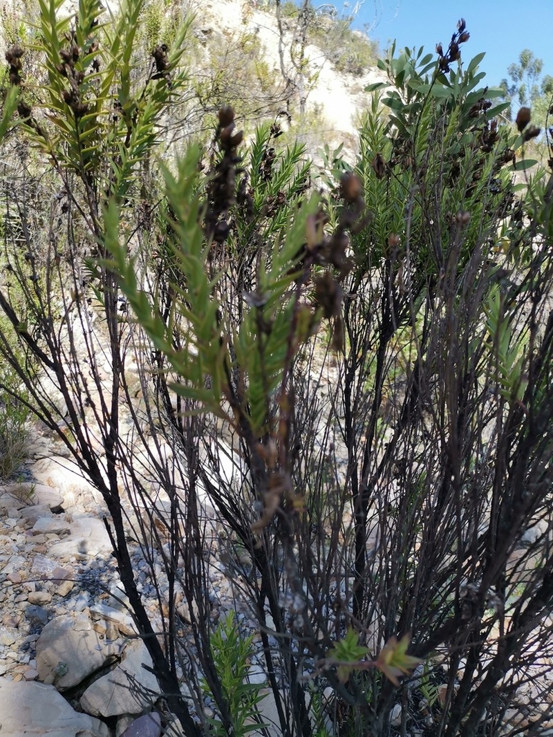 Agalinis lanceolata