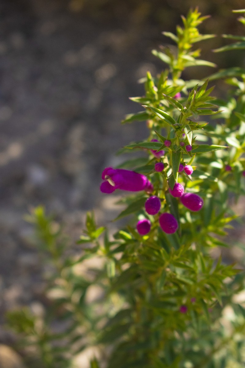 Agalinis lanceolata photo 2