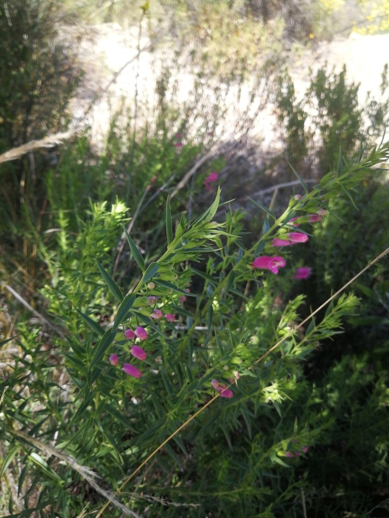 Agalinis lanceolata photo 3