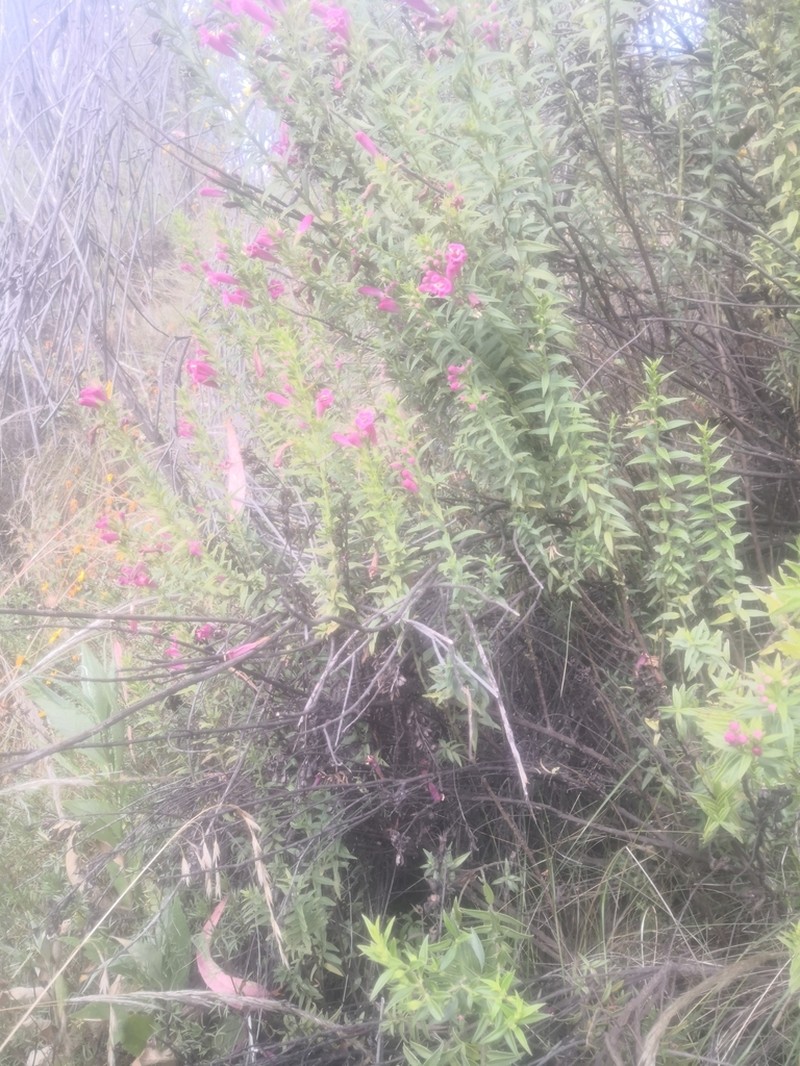Agalinis lanceolata photo 4