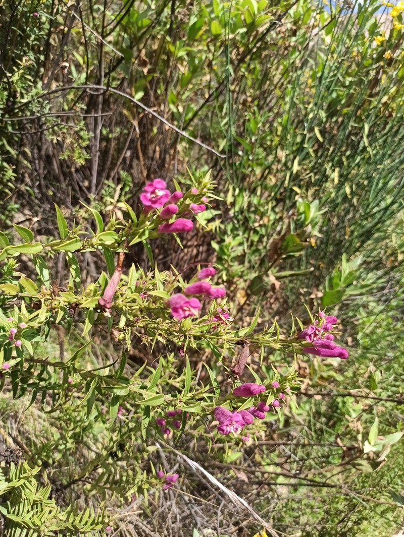 Agalinis lanceolata photo 5