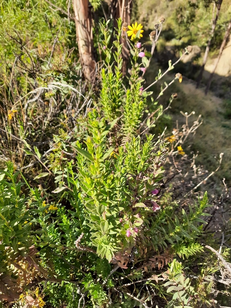 Agalinis lanceolata photo 6