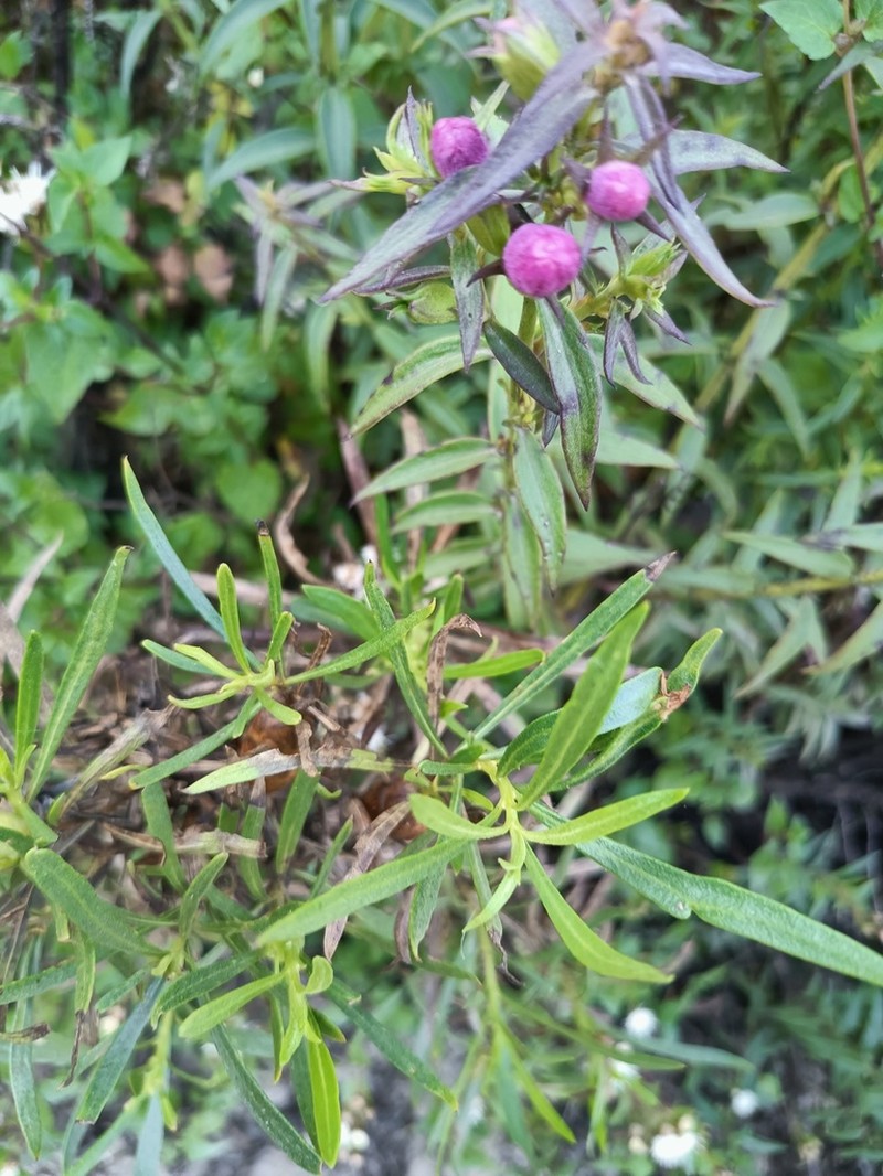 Agalinis lanceolata photo 7