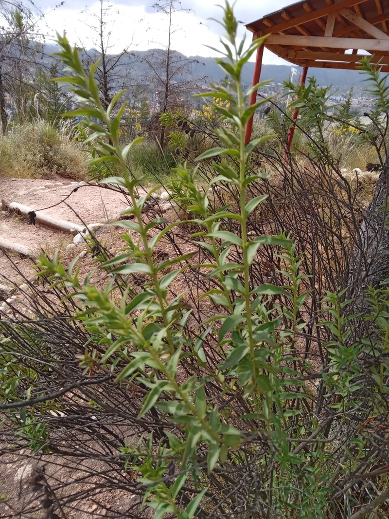 Agalinis lanceolata photo 8