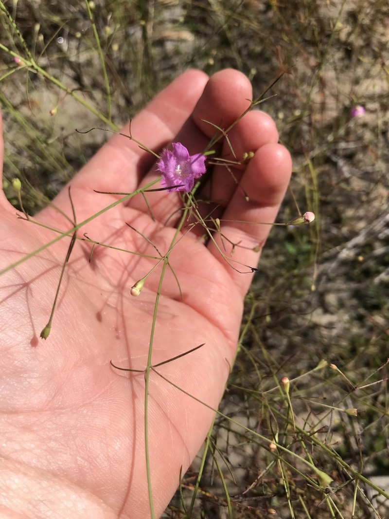 Twoline False Foxglove