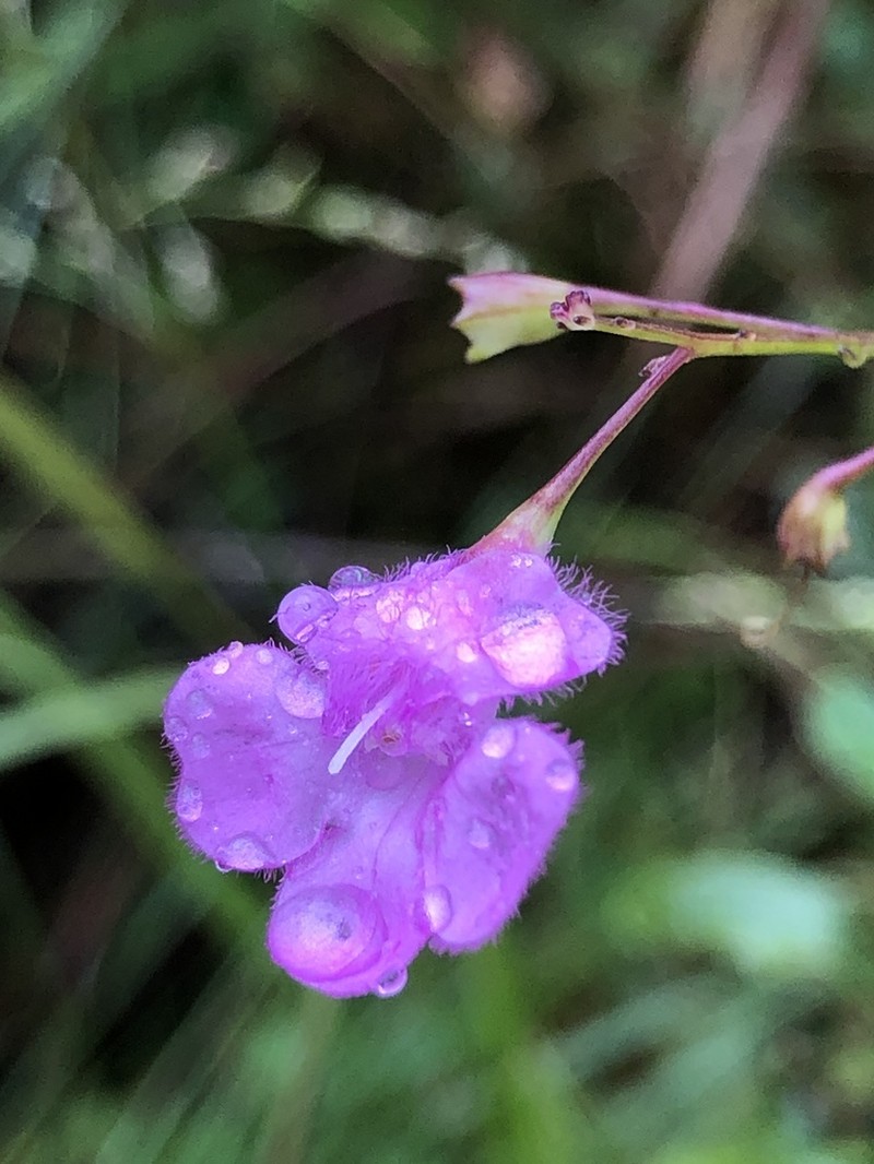 Twoline False Foxglove photo 2