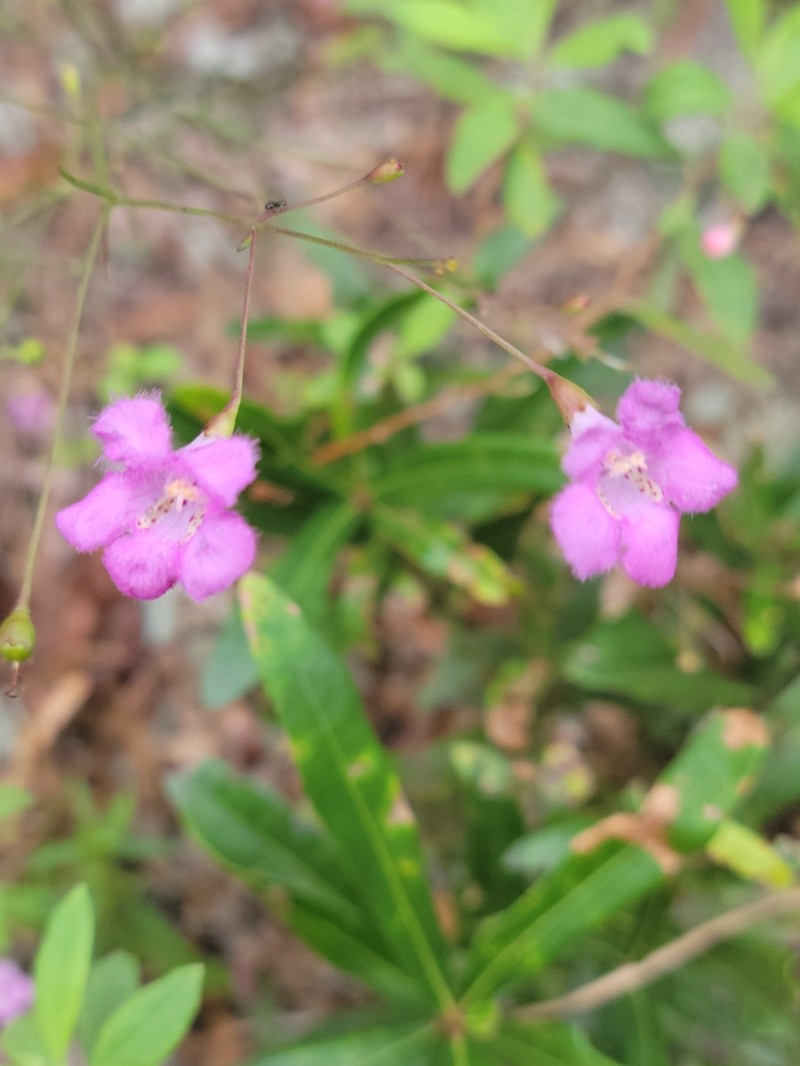 Twoline False Foxglove photo 3