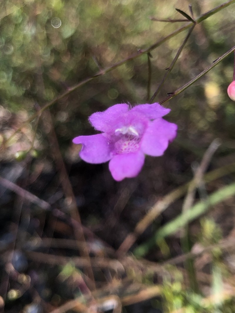 Twoline False Foxglove photo 4