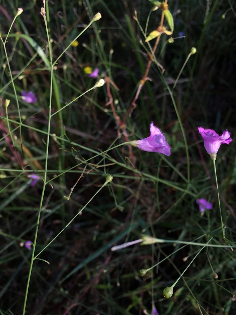 Twoline False Foxglove photo 5