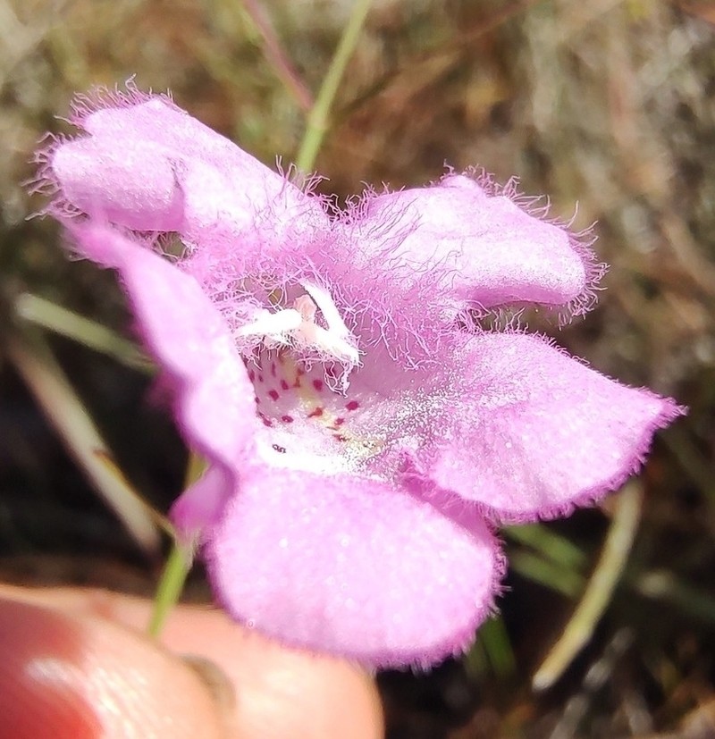 Twoline False Foxglove photo 6