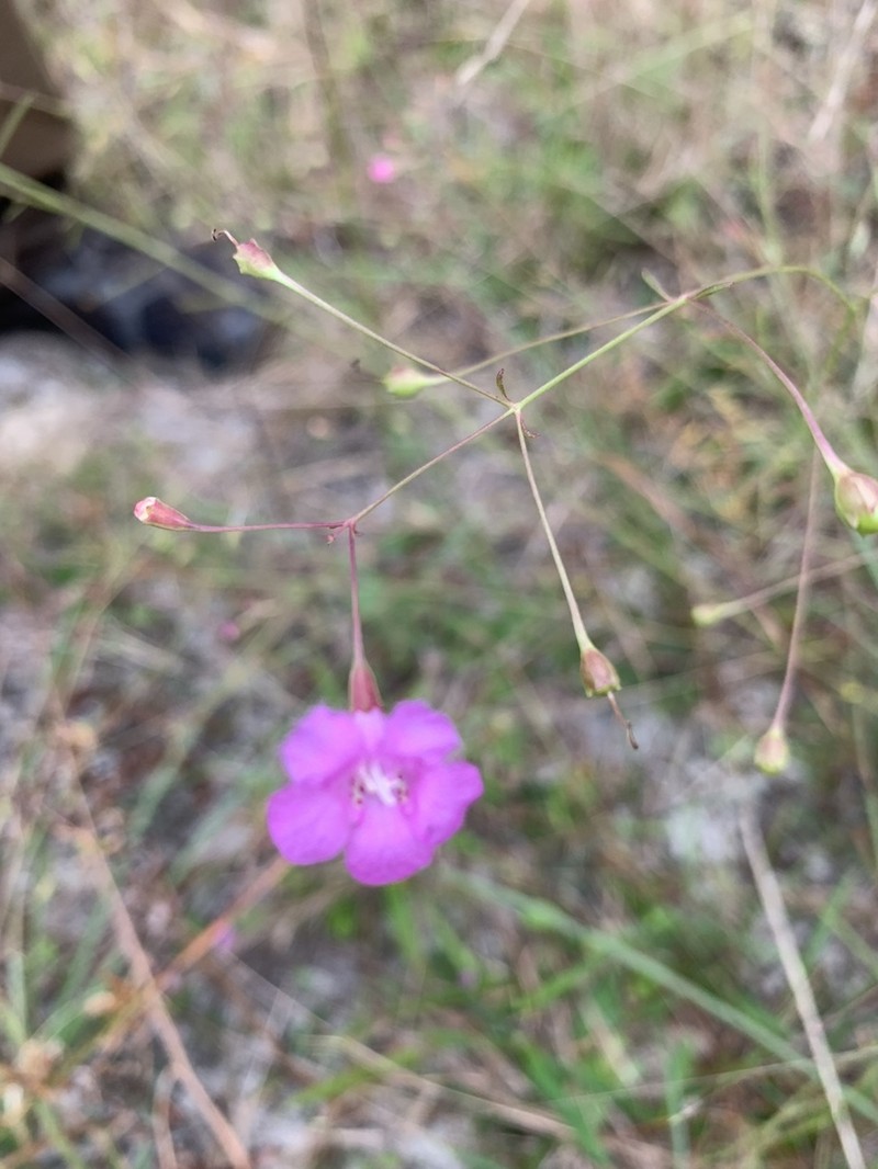 Twoline False Foxglove photo 7