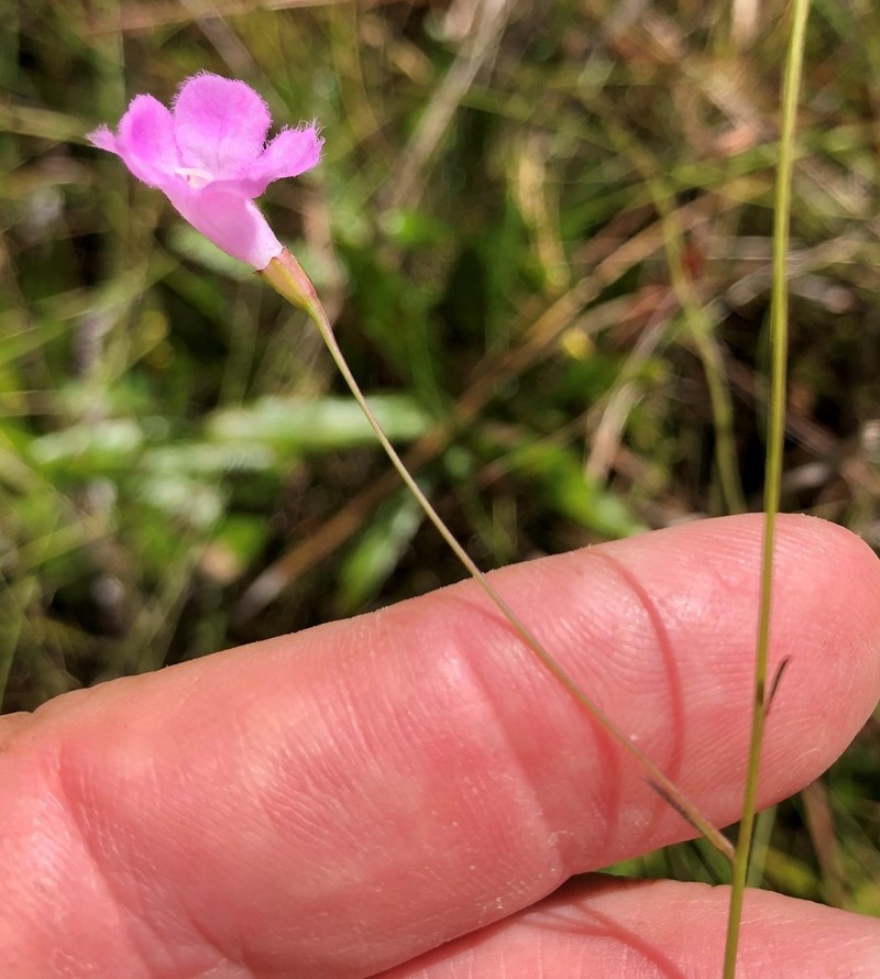Twoline False Foxglove photo 8