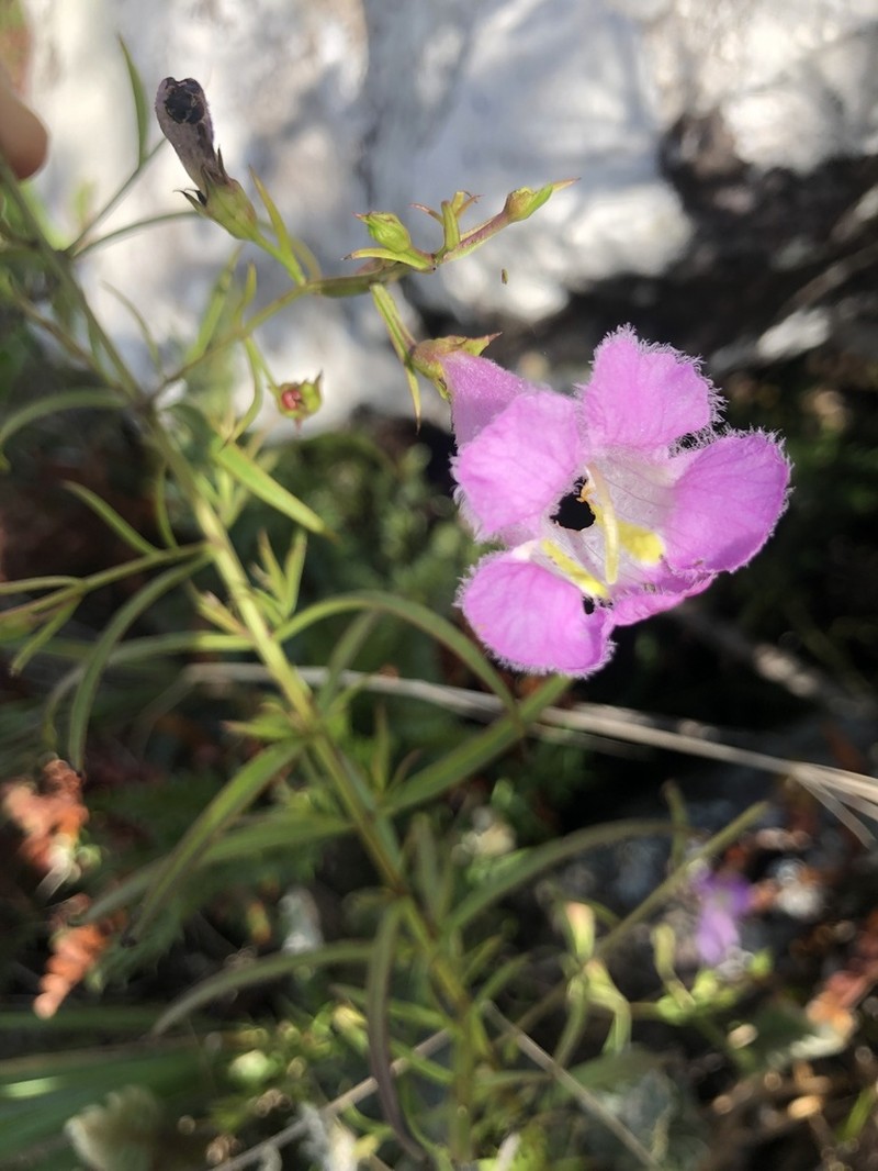 Agalinis linarioides