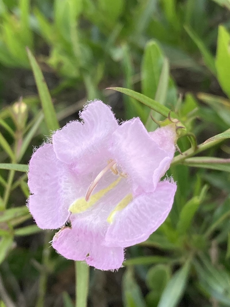Agalinis linarioides photo 2