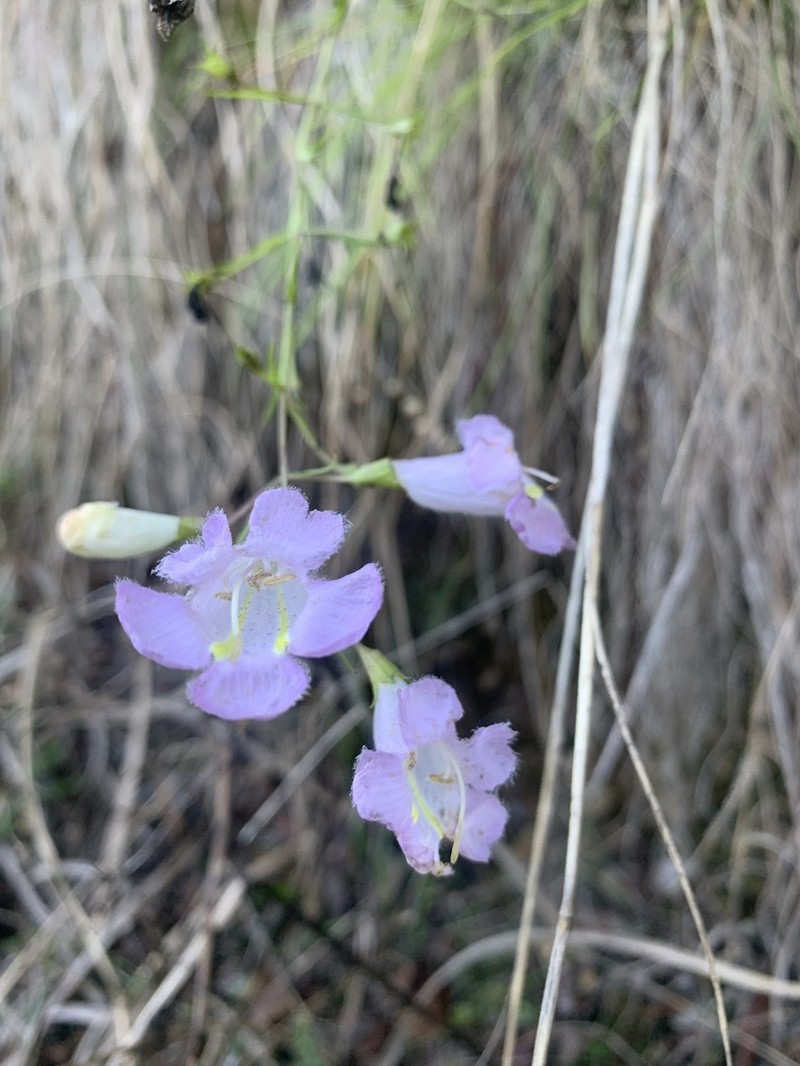 Agalinis linarioides photo 3