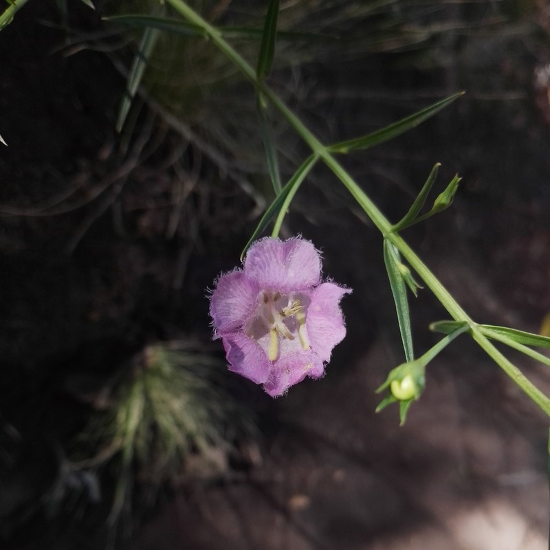 Agalinis linarioides photo 4