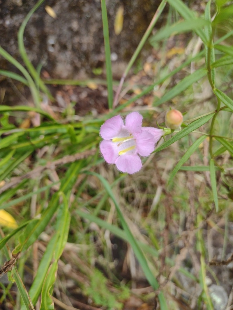 Agalinis linarioides photo 5