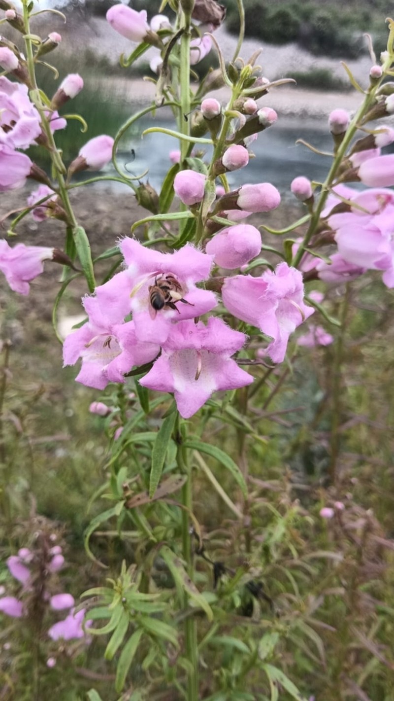 Agalinis linarioides photo 6