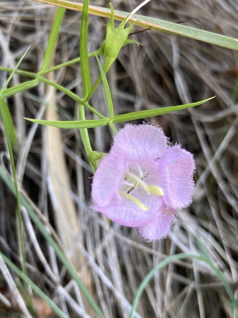 Agalinis linarioides photo 7
