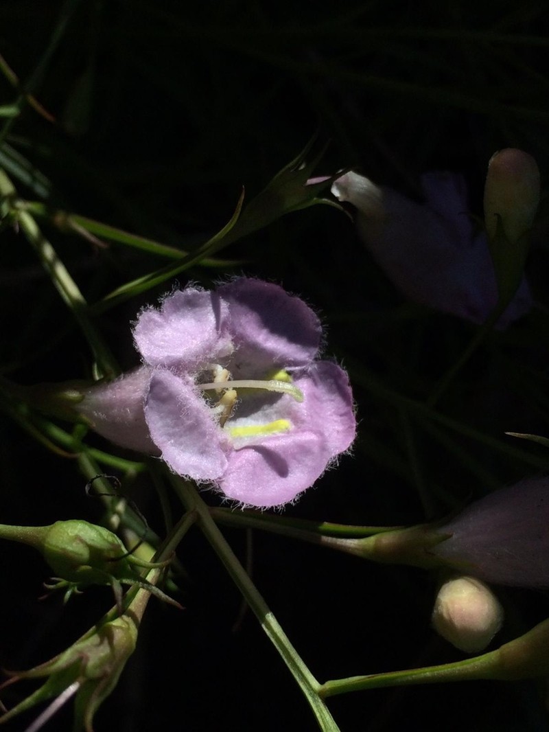 Agalinis linarioides photo 8