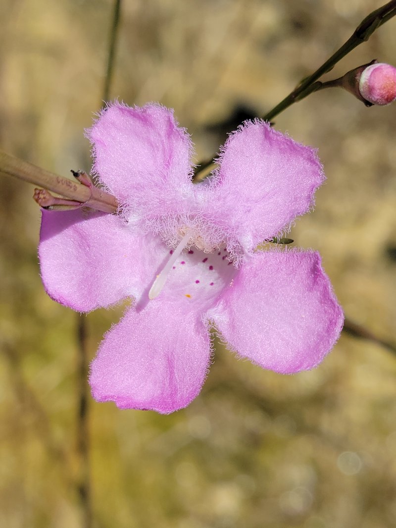 Flaxleaf False Foxglove