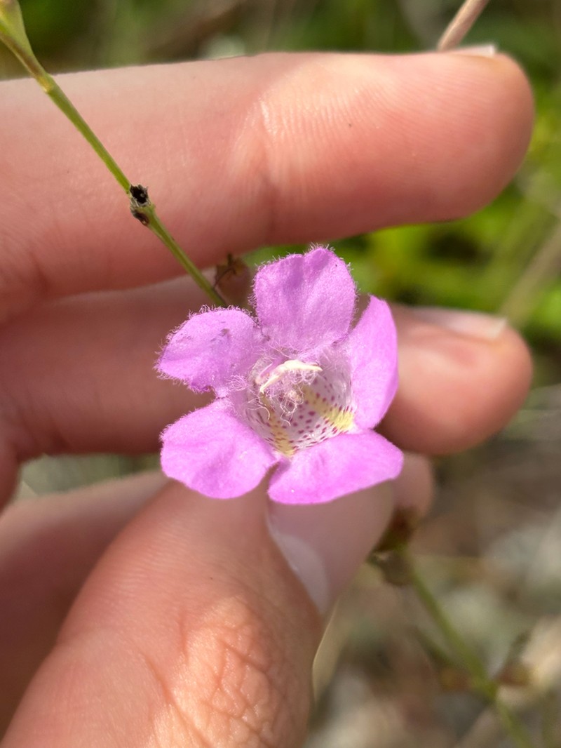 Flaxleaf False Foxglove photo 2