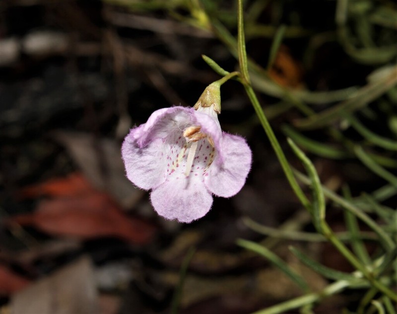 Flaxleaf False Foxglove photo 3