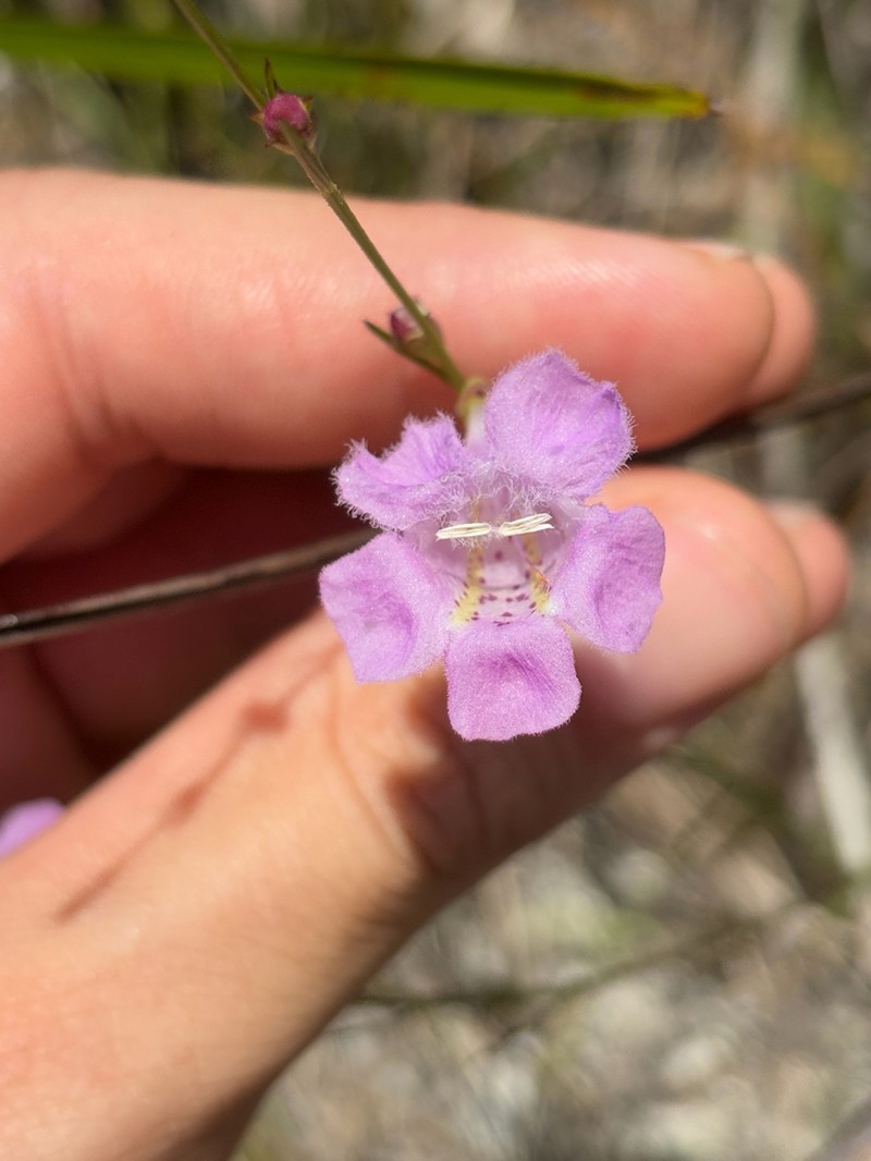 Flaxleaf False Foxglove photo 5