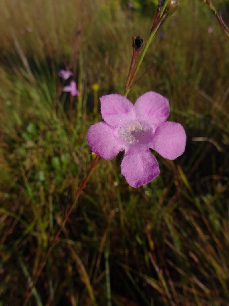 Flaxleaf False Foxglove photo 6