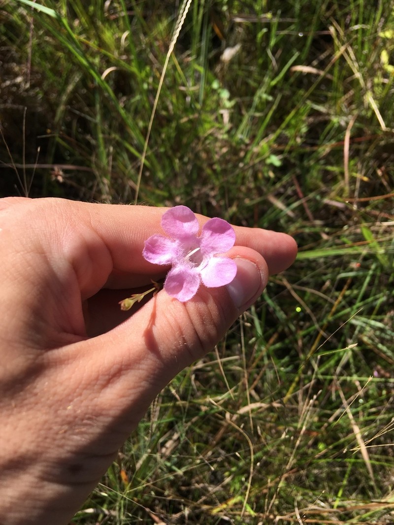 Flaxleaf False Foxglove photo 7